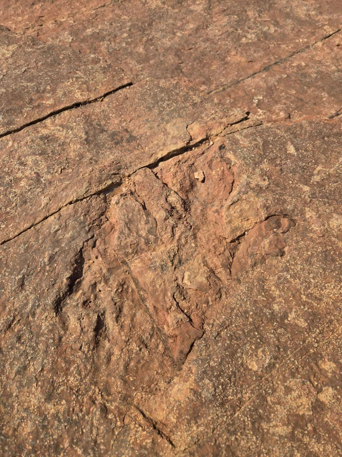 Dinosaur Trackway